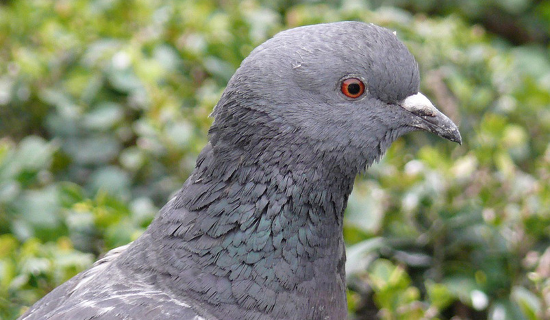 Chinese spy pigeon